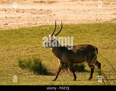 Gemeinsamen Wasserbock, Kobus Ellipsiprymnus. Mana Pools National Park. Zimbabwe Stockfoto