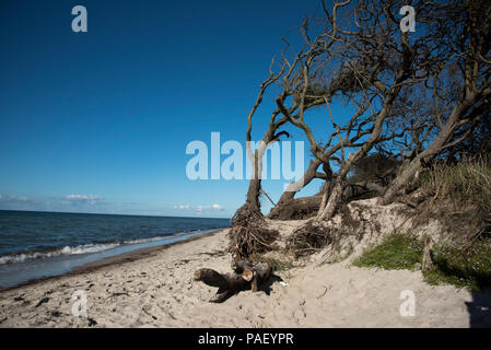 Es ist ein Sandstrand an der Westküste der Halbinsel Darß im Nordosten Deutschlands mit viel totes Holz aus dem Wald hinter dem Strand. Stockfoto