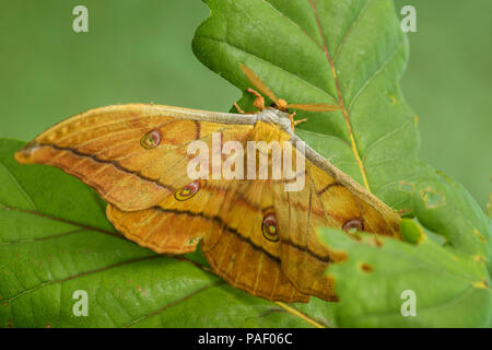 Japanische Eiche Silkmoth - Antheraea yamamai, große gelbe und orange Moth von Ost asiatischen Wälder. Stockfoto