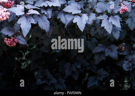 Dark purple leaves of plant with red bunches, autumn walpaper. Bright top, dark bottom Stockfoto