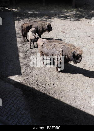 Familie von Wilden drei Wisente stehen auf sandigen Boden im Gehäuse bei der Stadt Pszczyna in Polen im Jahr 2018, warmen, sonnigen Frühlingstag im Mai - Vertikal. Stockfoto