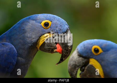 Hyazinthara - Anodorhynchus hyacinthinus, schöne große blaue Papagei aus Südamerikanischen Wälder, Amazonasbecken. Stockfoto