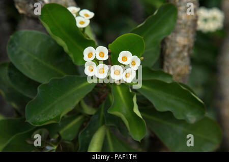 Die kleinen, weißen Blüten von Euphorbia milii, die Dornenkrone. Stockfoto