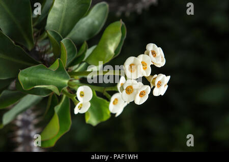 Die kleinen, weißen Blüten von Euphorbia milii, die Dornenkrone. Stockfoto