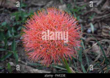 Haemanthus Coccineus auch genannt "Blut Lily' im Allgemeinen wächst in rot oder purpur war aber mit prominenten orange Farbe an einem strassenrand in Kerala gefunden. Stockfoto