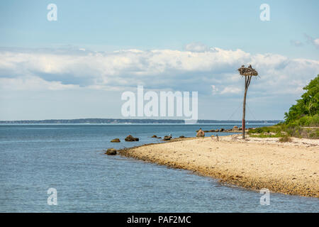 Landschaft mit einer osprey Nest am Rande des Wassers Stockfoto