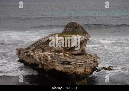 Auf Osprey, gelegen in der Nähe des östlichen Osprey Nest, Rotnest Island, Perth, Australien Stockfoto