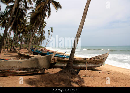 Fischerboote an einem von Palmen gesäumten Strand in der Nähe von Cape Coast, Ghana Stockfoto