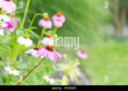 Rosa echinacea Blumen im Sommer Garten Stockfoto