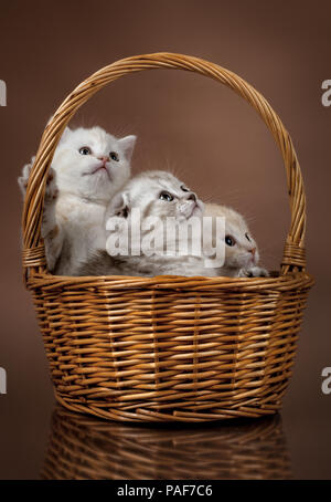 Gruppe von Weißen Schöne flauschige kleine Kätzchen Scottish Fold, im Korb auf braunem Hintergrund Stockfoto