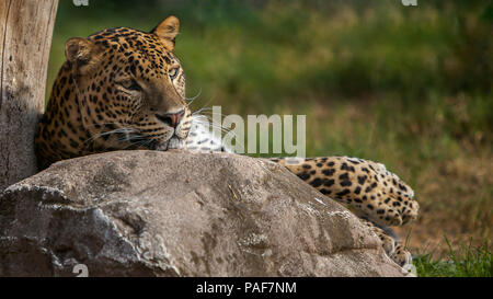 Schöne Cheetah Stockfoto