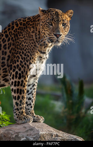 Schöne Cheetah Stockfoto