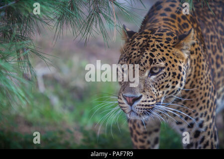 Schöne Cheetah Stockfoto