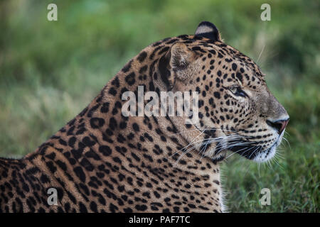 Schöne Cheetah Stockfoto