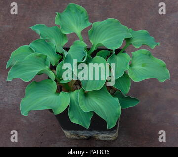 Diese Hosta Pflanze mit ihren schön geformten grün/silber Blätter ist ein Teil der britischen nationalen Sammlung von kleine und kleinste der Hosta. Stockfoto