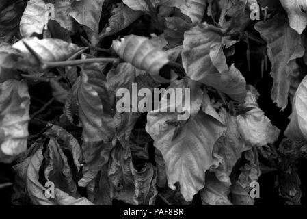 Verdorrte buche Hedge, Schwarz und Weiß Stockfoto