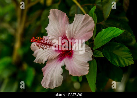 Hibiskus ist eine Gattung von Blütenpflanzen in der Malve Familie Malvaceae. Stockfoto