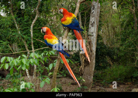 Zwei hellrote Ara Papageien - Aras - Standortwahl in den Baum in Copan Ruinas, Honduras, Mittelamerika Stockfoto