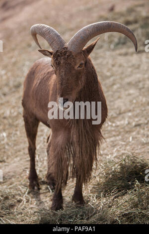 Schöne pyrenaica Capra Stockfoto