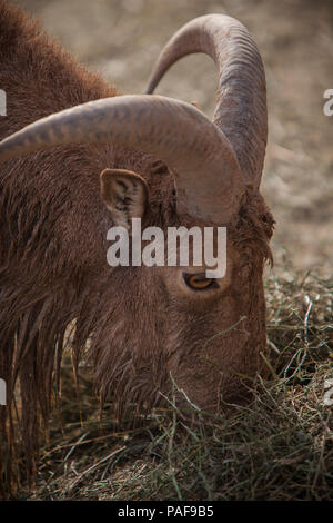 Schöne pyrenaica Capra Stockfoto