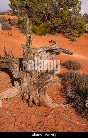 Wüste Holz B 1625 Stockfoto