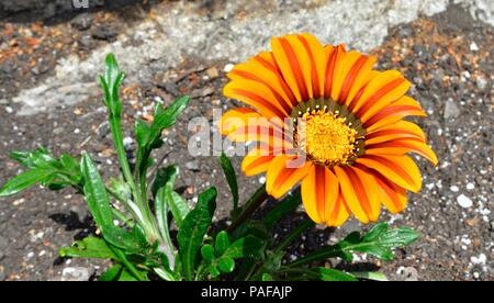 Gazania Rigens, Schatz Blume, Asteraceae, Südafrikanische Blume, ziergarten Pflanzen, Stockfoto