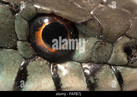 Ringelnatter (Natrix natrix), Auge, Kette Stockfoto