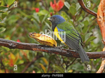 Schwarz-chested Berg-TANAGER (Cnemathraupis eximia) nach Fütterung auf Banane an einer Futterstelle Yanacocha finden, Quito, Ecuador Firma Febru Stockfoto