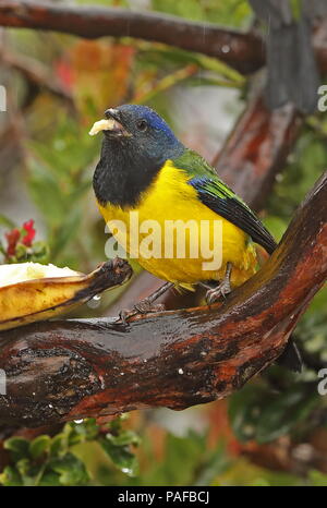 Schwarz-chested Berg-TANAGER (Cnemathraupis eximia) nach Fütterung auf Banane an einer Futterstelle Yanacocha finden, Quito, Ecuador Firma Febru Stockfoto