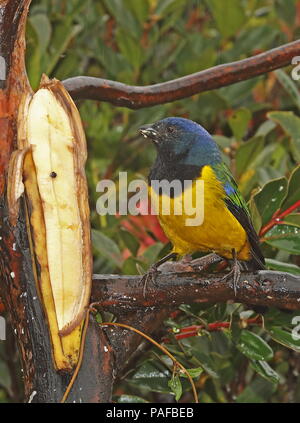 Schwarz-chested Berg-TANAGER (Cnemathraupis eximia) nach Fütterung auf Banane an einer Futterstelle Yanacocha finden, Quito, Ecuador Firma Febru Stockfoto