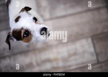 Eine kleine weiße und braune Terrier Hund suchen gegen einen Holzboden Stockfoto