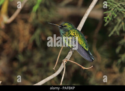 Western Emerald (Chlorostilbon melanorhynchus) erwachsenen männlichen auf Zweig, Quito, Ecuador Februar gehockt Stockfoto