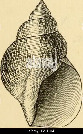 "Erzählung einer Reise in das Polarmeer während 1875-6 in S.M. Schiffe 'Alert' und 'Discovery'' (1878) Stockfoto