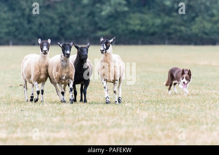 Schaf hund Prüfungen Stockfoto
