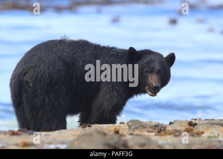 Black Bear roaming Ebbe Ufer, auf der Suche nach Krabben. Vancouver Island, Kanada Stockfoto