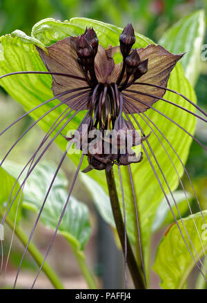 Schwarze Fledermaus Blume - Tacca chantrieri aus tropischen Südostasien Stockfoto