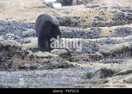 Black Bear roaming Ebbe Ufer, auf der Suche nach Krabben. Vancouver Island, Kanada Stockfoto