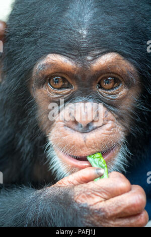 Ein Blick auf das Gesicht eines baby Schimpanse (Pan troglodytes) Ganta Liberia Stockfoto