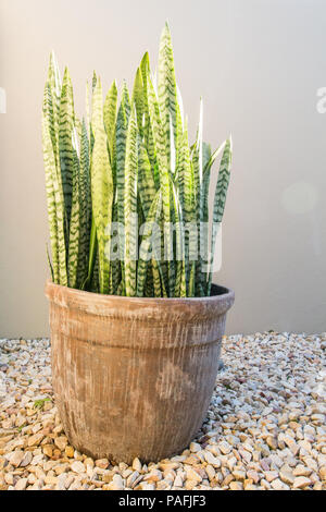 Spiky dessert Anlage mit panaschierten Blättern in Ton Blumentopf auf Kieselsteinen nächste Wand zum Garten Stockfoto