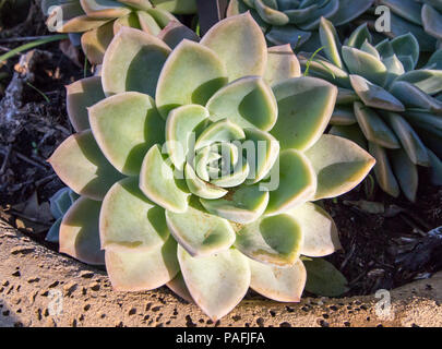 Saftige schließt Werk in Garten Topf - Echeveria Blue Atoll Sukkulenten Kaktus Anlage Stockfoto