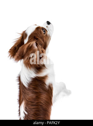 Durchführen von reinrassigen Hund, Welpe Cavalier King Charles Spaniel, Stand Up auf den Hinterbeinen, isoliert Stockfoto