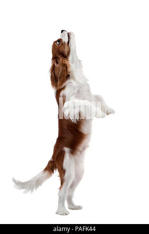 Durchführen von reinrassigen Hund, Welpe Cavalier King Charles Spaniel, Stand Up auf den Hinterbeinen, isoliert Stockfoto