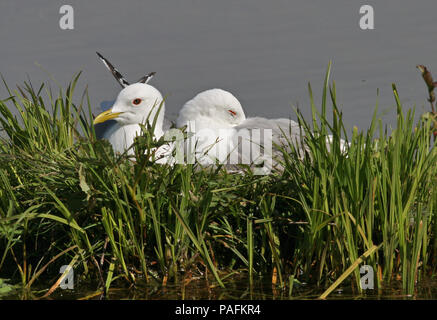 Mew Gull Juni 24th, 2006 Potter Marsh in der Nähe von Anchorage, AK Canon 20D, 400 5.6L Stockfoto