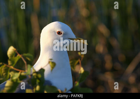 Mew Gull Juni 25th, 2006 Potter Marsh südlich von Anchorage, AK Canon 20D Stockfoto