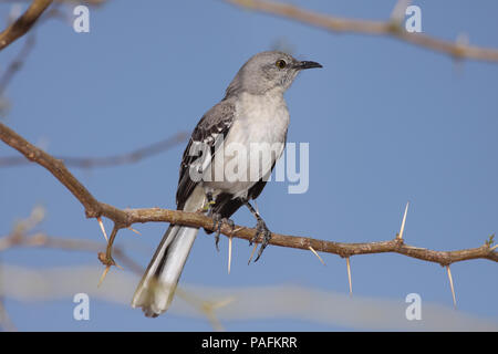 Northern Mockingbird März 25th, 2009 Henderson Vogelbeobachtung bewahren, Henderson, Nevada Canon 50D, 400 5.6L Stockfoto