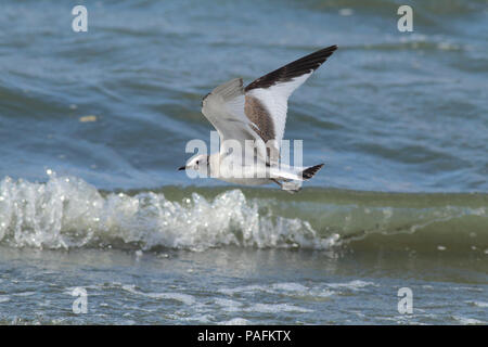 Sabine's Gull Oktober 5th, 2014 Wall See, Minnehaha County, South Dakota Canon 70 D, 400 5.6L Stockfoto