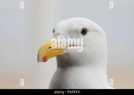 Western Gull Juni 27th, 2011 Cannon Beach, Oregon Canon 50D, 400 5.6L Stockfoto