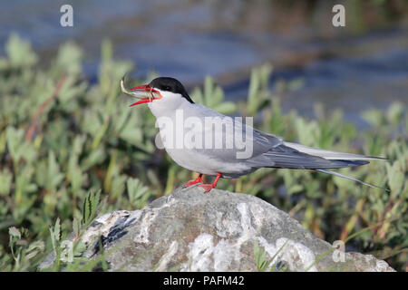 Küstenseeschwalbe Mai 19th, 2014 Potter Marsh, in der Nähe von Anchorage, Alaska Canon 70 D, 400 5.6L Stockfoto