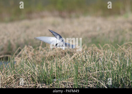 Küstenseeschwalbe Mai 20th, 2014 Potter Marsh, in der Nähe von Anchorage, Alaska Canon 70 D, 400 5.6L Stockfoto