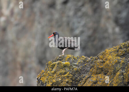 Schwarzer Austernfischer Juni 26th, 2011 Cannon Beach, Oregon Canon 50D, 400 5.6L Stockfoto